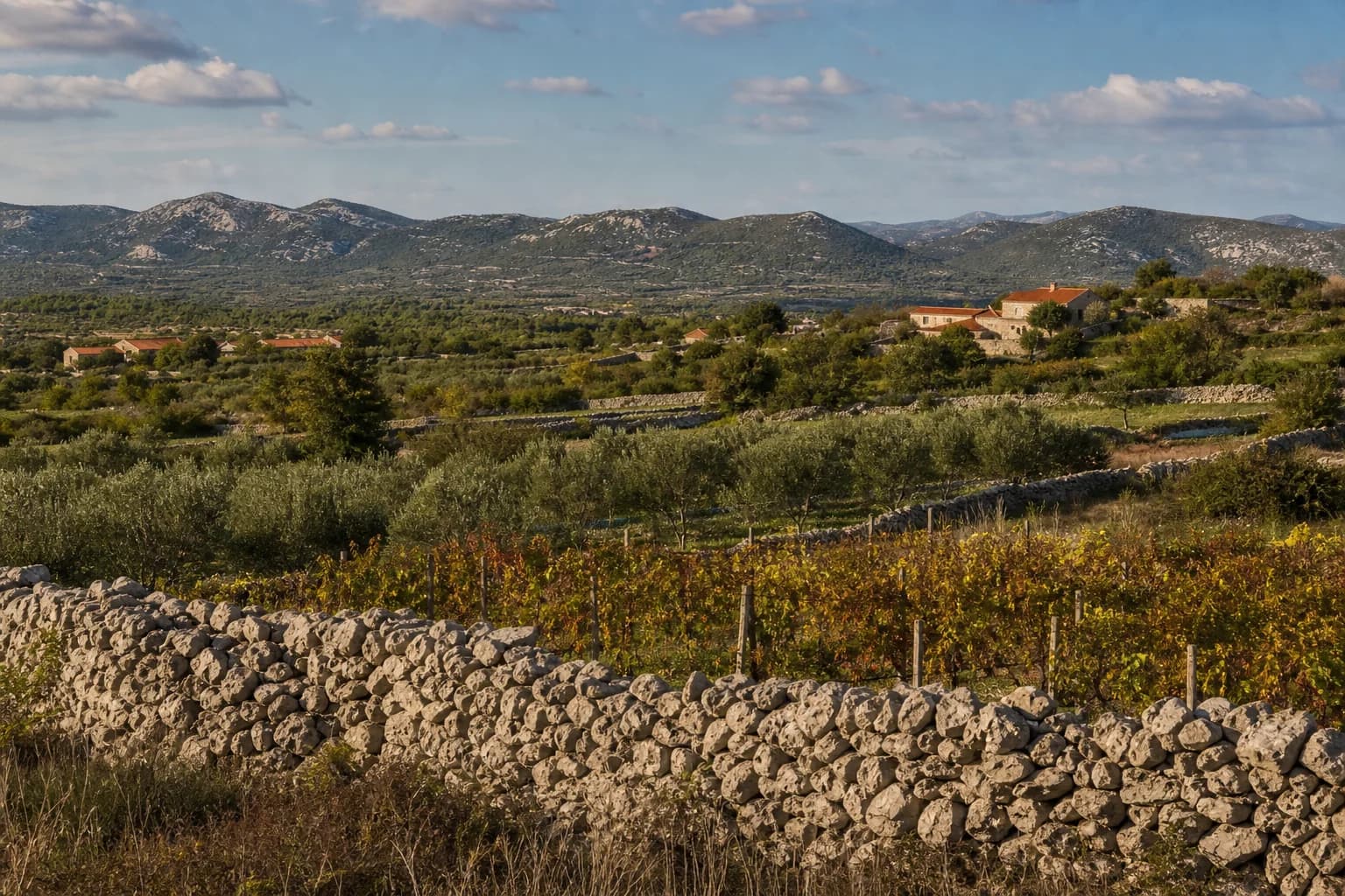 AI ilustrativni široki pogled na masline, vinograde, suhozide i niska brda u ambijentu Gornjih Raštana.