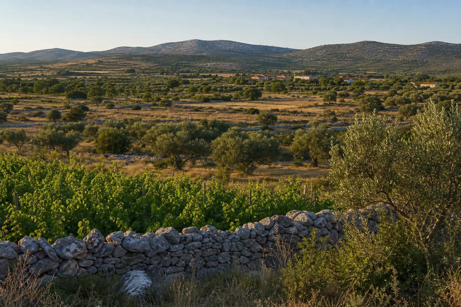 AI ilustrativni široki pogled na masline, vinograde, suhozide i niska krška brda u ambijentu Sikova.